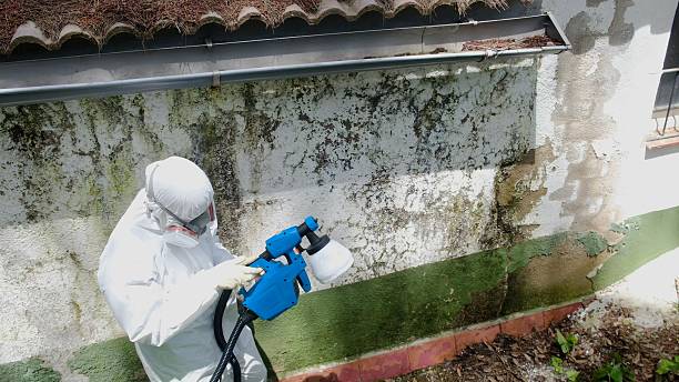 Mold Removal service in Crystal Beach
